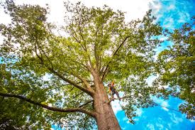 How Our Tree Care Process Works  in  Pocasset, MA