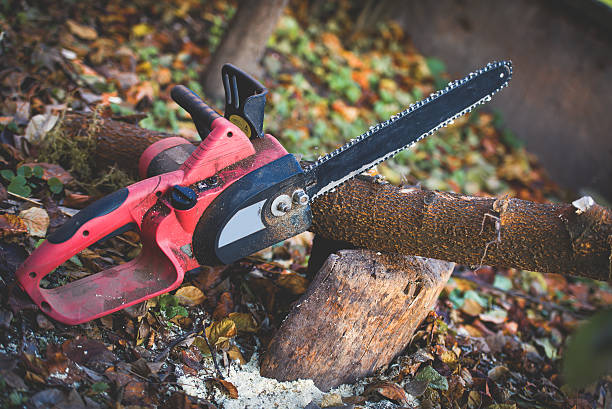 Reliable Pocasset, MA Tree Care Solutions